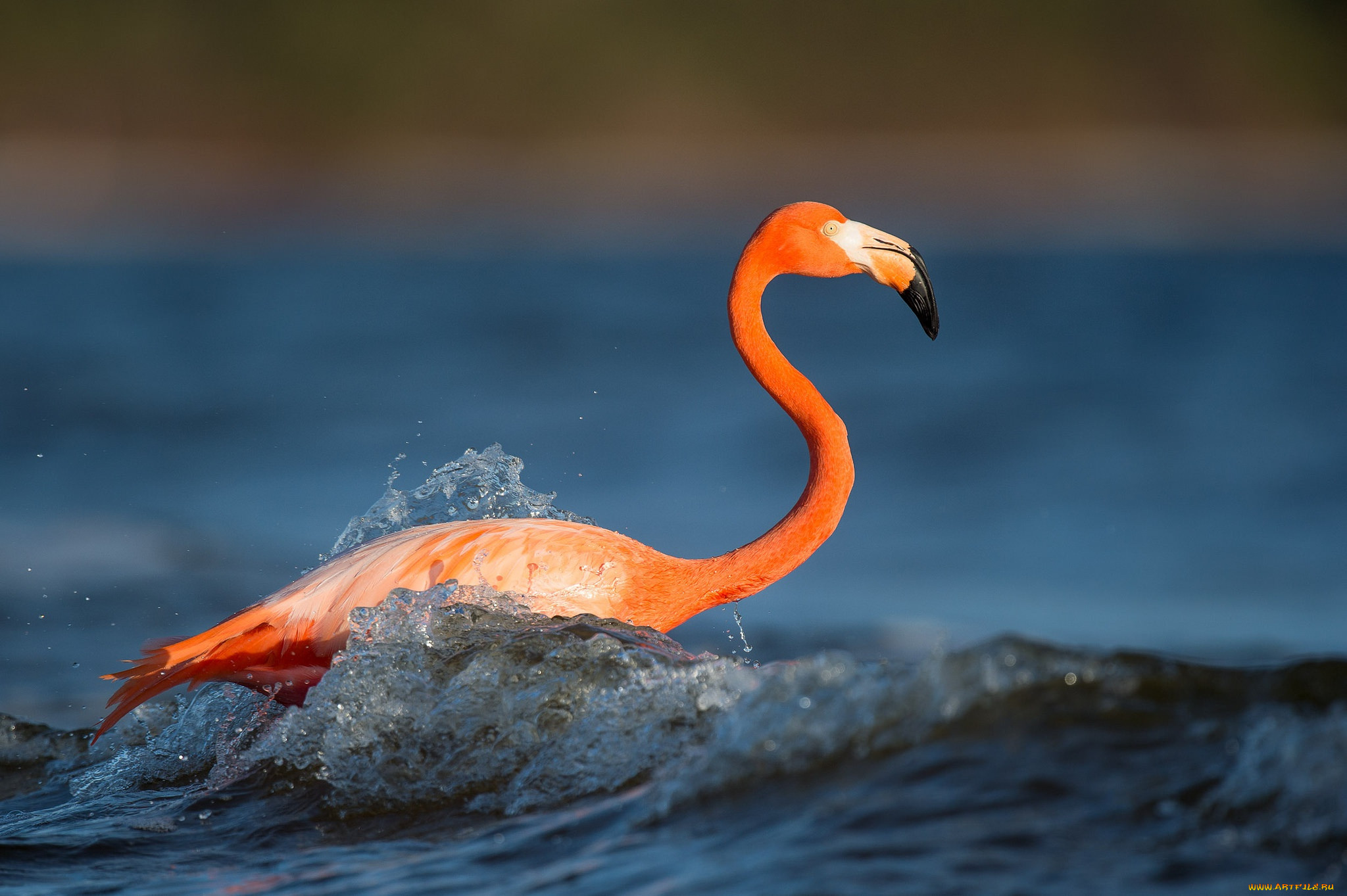 , , flamingo